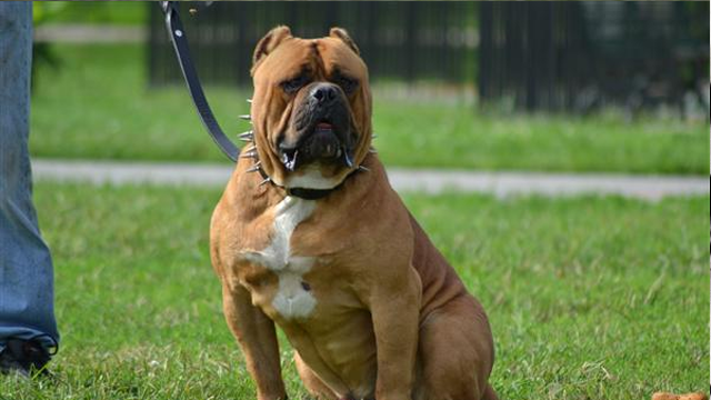 Фотография: 25 самых опасных пород собак №3 - BigPicture.ru