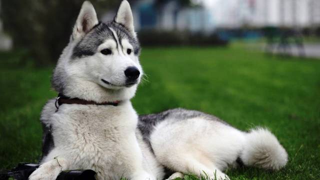 Фотография: 25 самых опасных пород собак №21 - BigPicture.ru