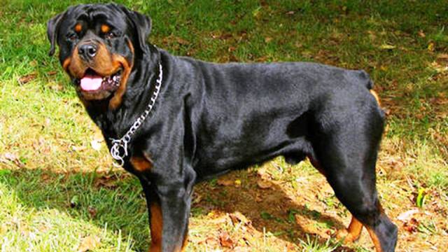 Фотография: 25 самых опасных пород собак №23 - BigPicture.ru