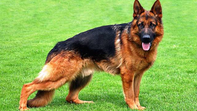 Фотография: 25 самых опасных пород собак №24 - BigPicture.ru