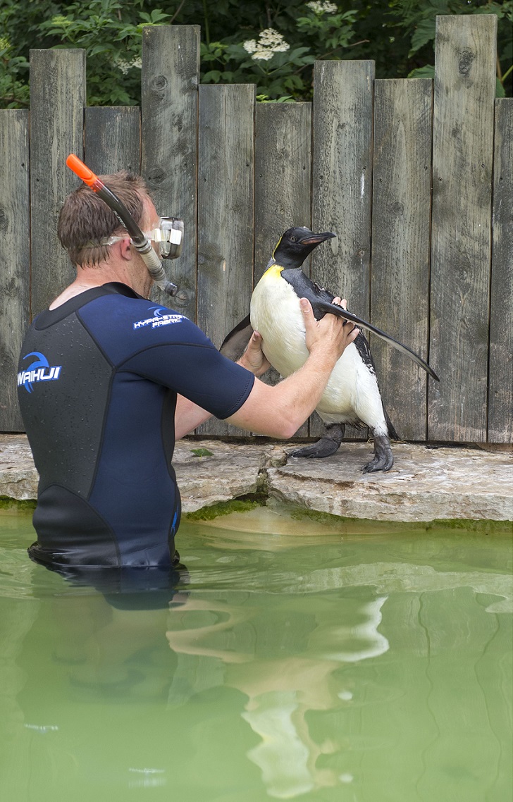 Фотография: Пингвин Шарлотта берет уроки плавания №3 - BigPicture.ru