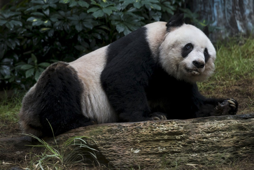 Фотография: Цзя-Цзя: как живет старейшая панда на свете №5 - BigPicture.ru