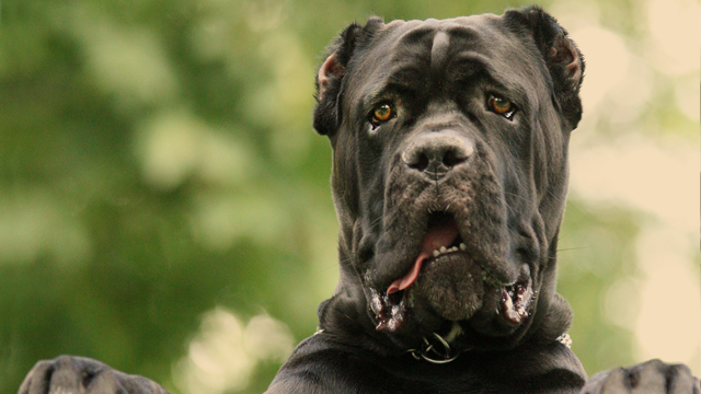 Фотография: 25 самых опасных пород собак №4 - BigPicture.ru