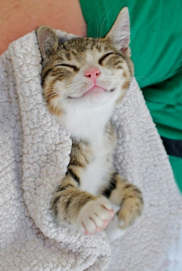 Фотография: Самые улыбчивые котики интернета №4 - BigPicture.ru