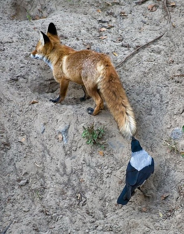 Фотография: Вороны троллят других животных, дергая их за хвосты №4 - BigPicture.ru