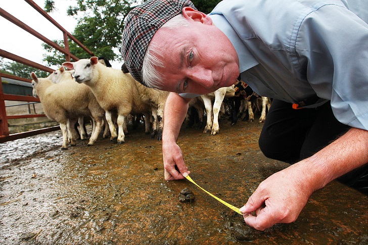 Фотография: Первые в мире соревнования по плеванию овечьим навозом №4 - BigPicture.ru