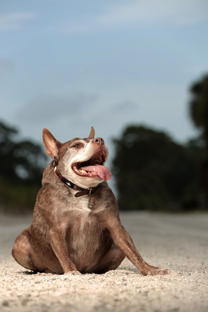 Фотография: Квазимодо, самая уродливая собака на свете №4 - BigPicture.ru