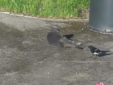 Фотография: Вороны троллят других животных, дергая их за хвосты №5 - BigPicture.ru