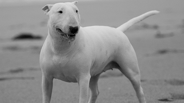 Фотография: 25 самых опасных пород собак №5 - BigPicture.ru