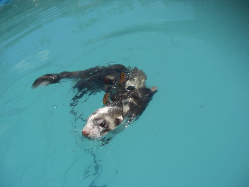 Фотография: 15 купающихся зверей, которые обязательно заставят вас улыбнуться №43 - BigPicture.ru