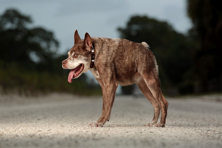 Фотография: Квазимодо, самая уродливая собака на свете №5 - BigPicture.ru