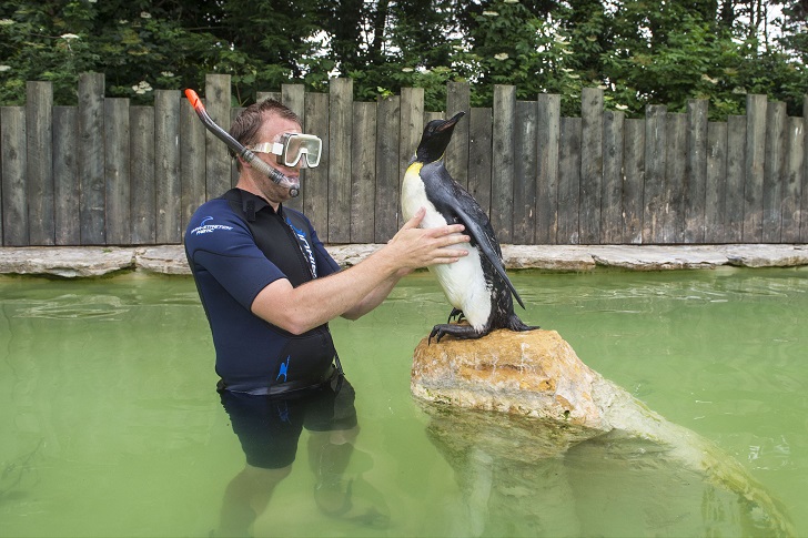 Фотография: Пингвин Шарлотта берет уроки плавания №5 - BigPicture.ru