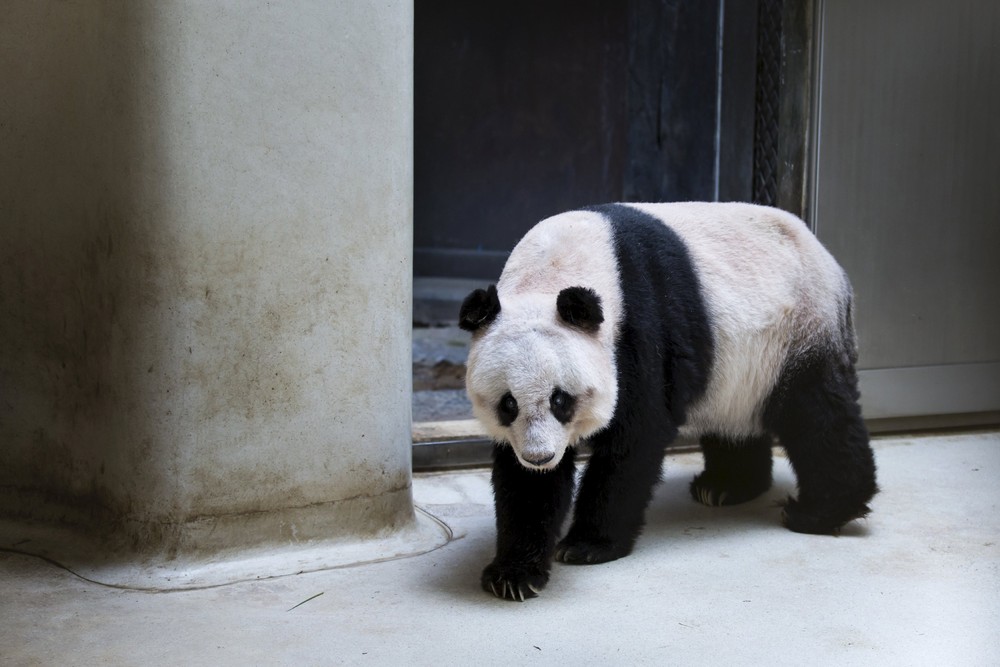 Фотография: Цзя-Цзя: как живет старейшая панда на свете №7 - BigPicture.ru