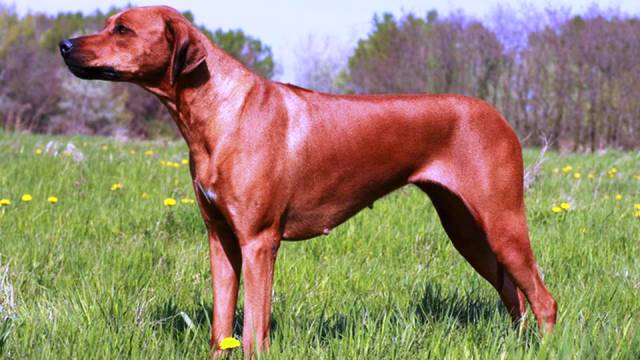 Фотография: 25 самых опасных пород собак №6 - BigPicture.ru