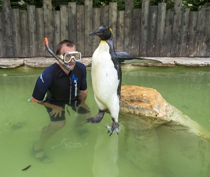 Фотография: Пингвин Шарлотта берет уроки плавания №6 - BigPicture.ru