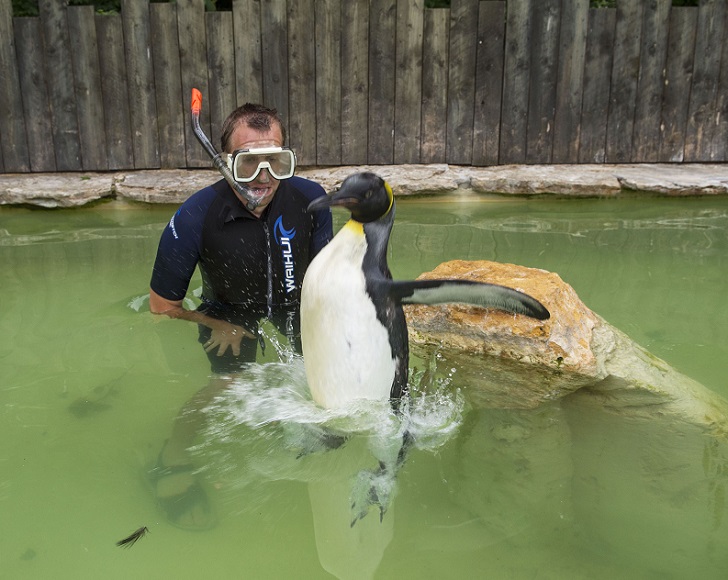 Фотография: Пингвин Шарлотта берет уроки плавания №7 - BigPicture.ru