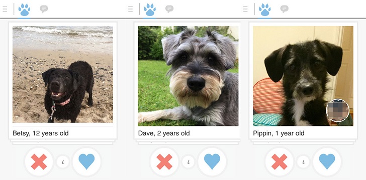 Фотография: Tinder запустил приложение для знакомств собак №7 - BigPicture.ru