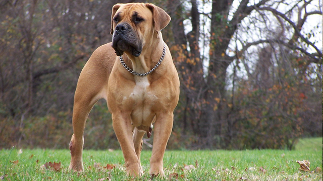 Фотография: 25 самых опасных пород собак №8 - BigPicture.ru