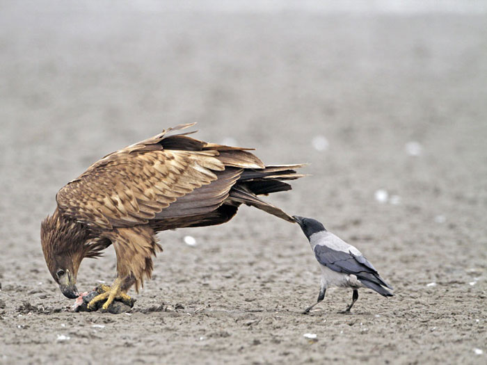 Вороны троллят других животных, дергая их за хвосты