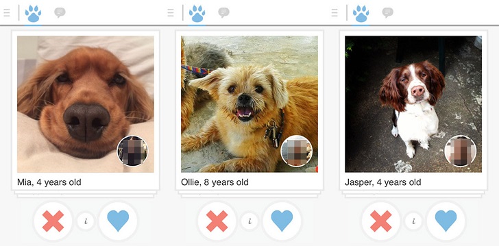 Фотография: Tinder запустил приложение для знакомств собак №8 - BigPicture.ru