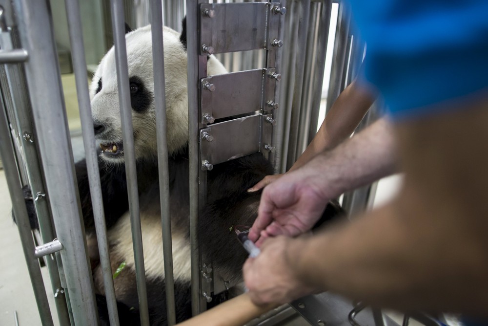 Фотография: Цзя-Цзя: как живет старейшая панда на свете №11 - BigPicture.ru