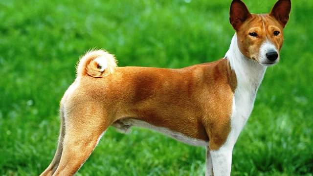 Фотография: 25 самых опасных пород собак №10 - BigPicture.ru