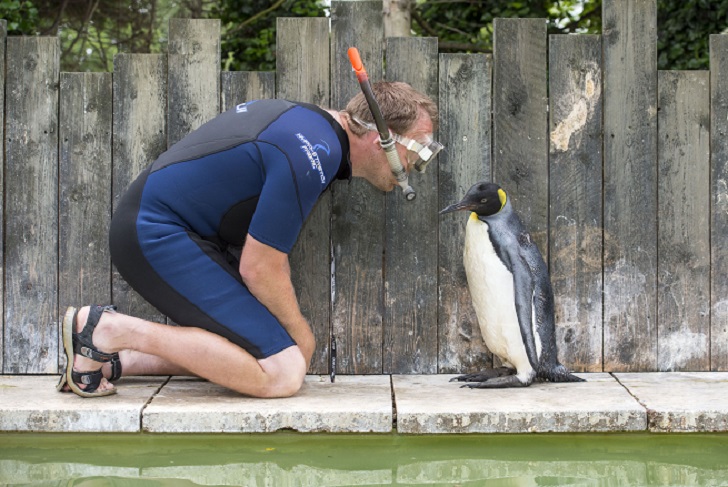 Фотография: Пингвин Шарлотта берет уроки плавания №10 - BigPicture.ru