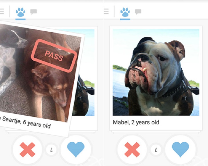 Фотография: Tinder запустил приложение для знакомств собак №13 - BigPicture.ru