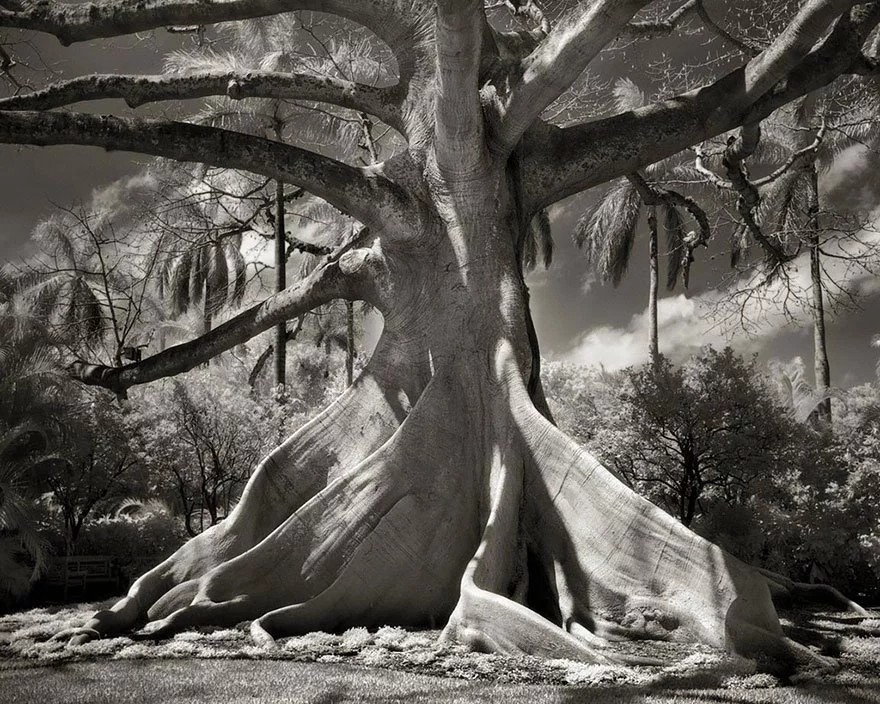 древние деревья фото