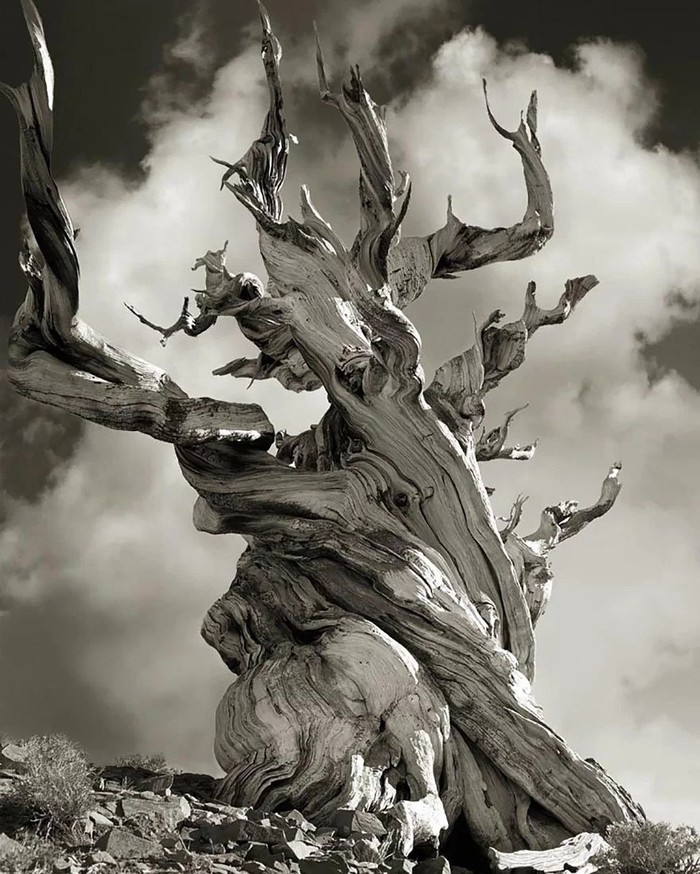 древние деревья фото