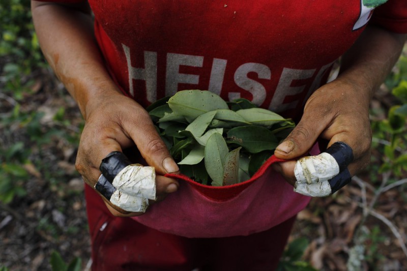 Фотография: Как в Перу выращивают коку №1 - BigPicture.ru