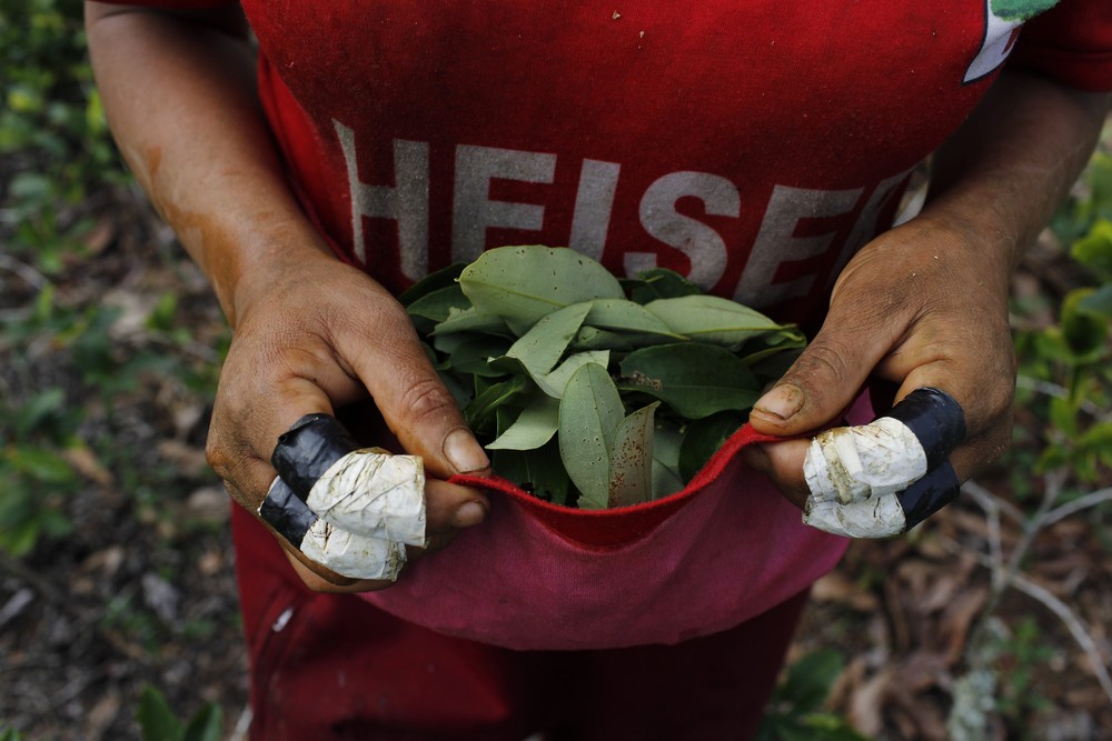 Фотография: Как в Перу выращивают коку №8 - BigPicture.ru