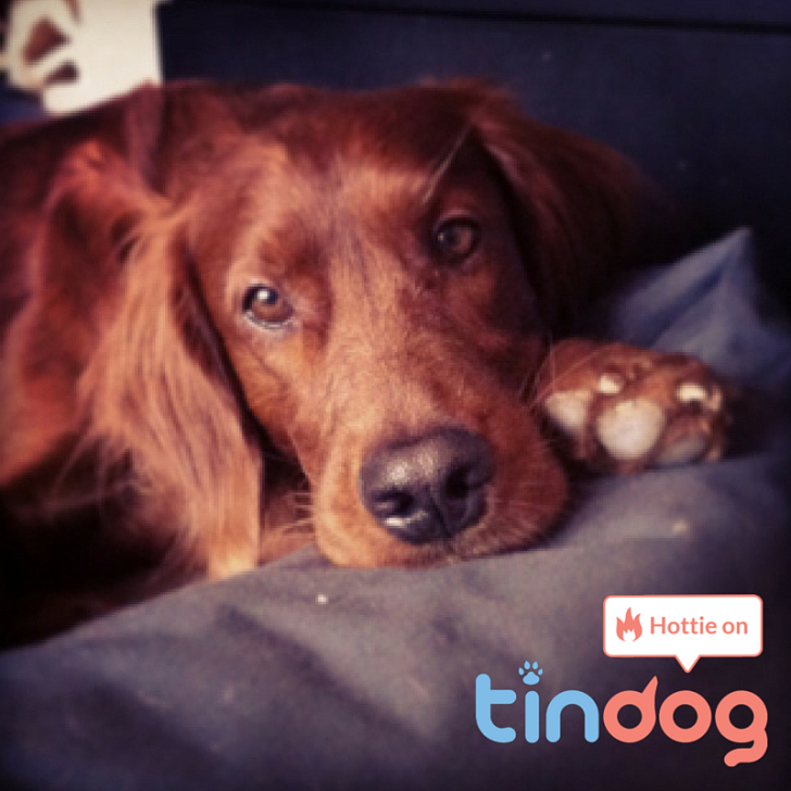 Фотография: Tinder запустил приложение для знакомств собак №9 - BigPicture.ru