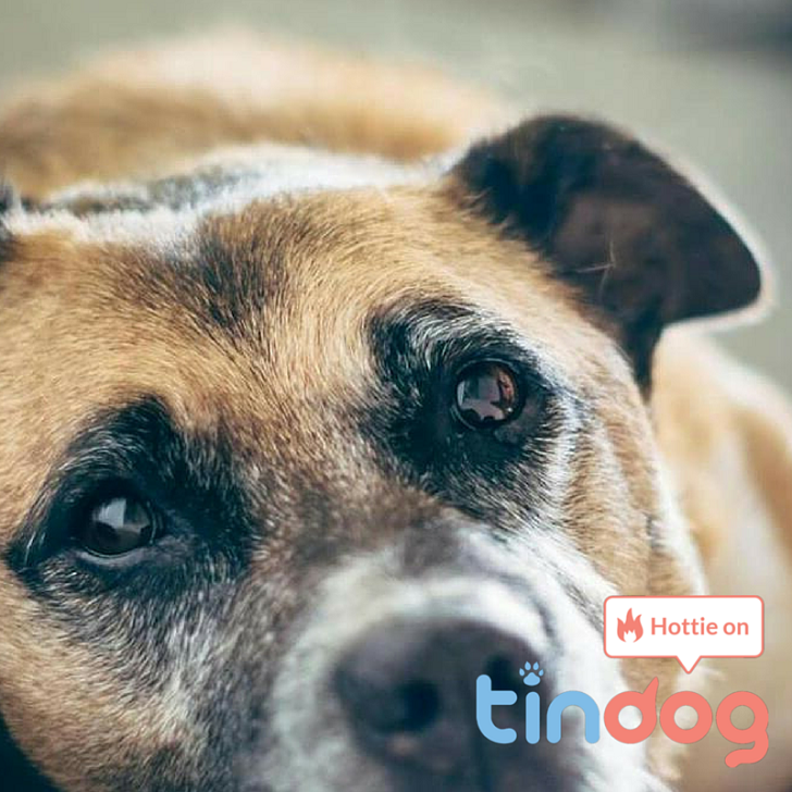 Фотография: Tinder запустил приложение для знакомств собак №11 - BigPicture.ru