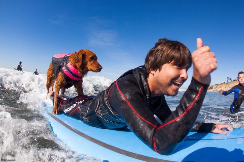 Фотография: Пес Рикошет занимается серфингом с больными людьми и помогает им вылечиться №1 - BigPicture.ru