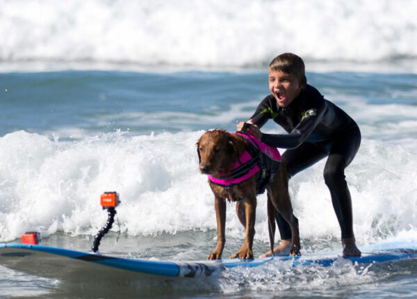 Пес Рикошет занимается серфингом с больными людьми и помогает им вылечиться