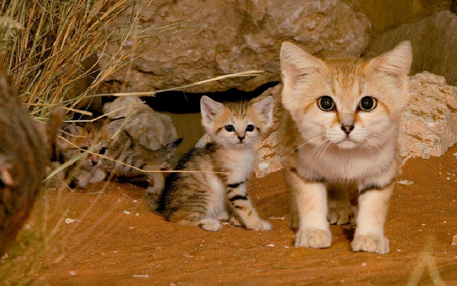 Фотография: Даже когда взрослеют, эти кошки выглядят как котята. И их котята тоже выглядят как котята №2 - BigPicture.ru