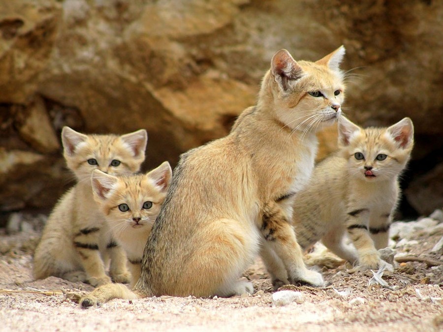 Фотография: Даже когда взрослеют, эти кошки выглядят как котята. И их котята тоже выглядят как котята №4 - BigPicture.ru