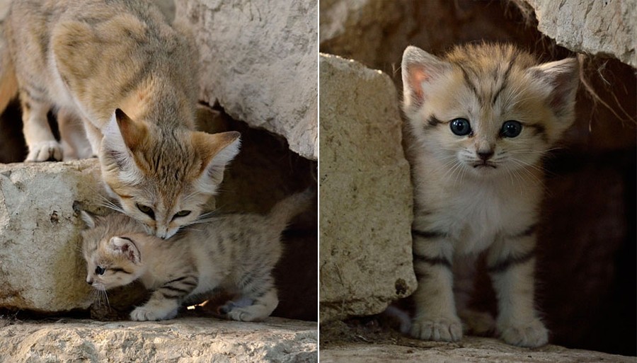 Фотография: Даже когда взрослеют, эти кошки выглядят как котята. И их котята тоже выглядят как котята №6 - BigPicture.ru