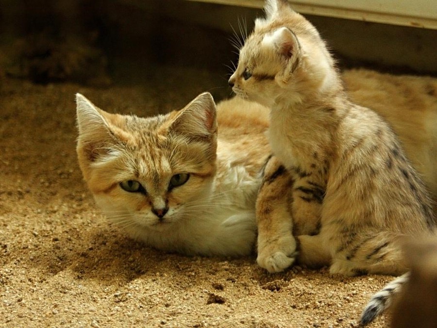 Фотография: Даже когда взрослеют, эти кошки выглядят как котята. И их котята тоже выглядят как котята №9 - BigPicture.ru