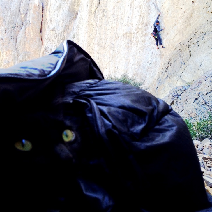 Фотография: Альпинисточка моя: первый в мире котик-скалолаз №17 - BigPicture.ru