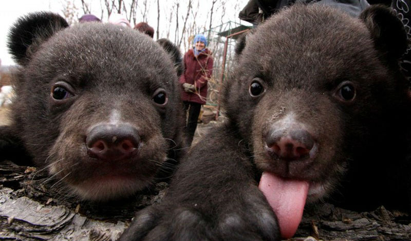 Фотография: Китаец два года принимал медведей за домашних собак №1 - BigPicture.ru