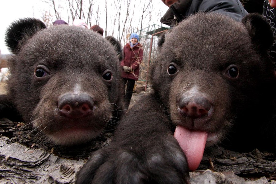 Фотография: Китаец два года принимал медведей за домашних собак №2 - BigPicture.ru
