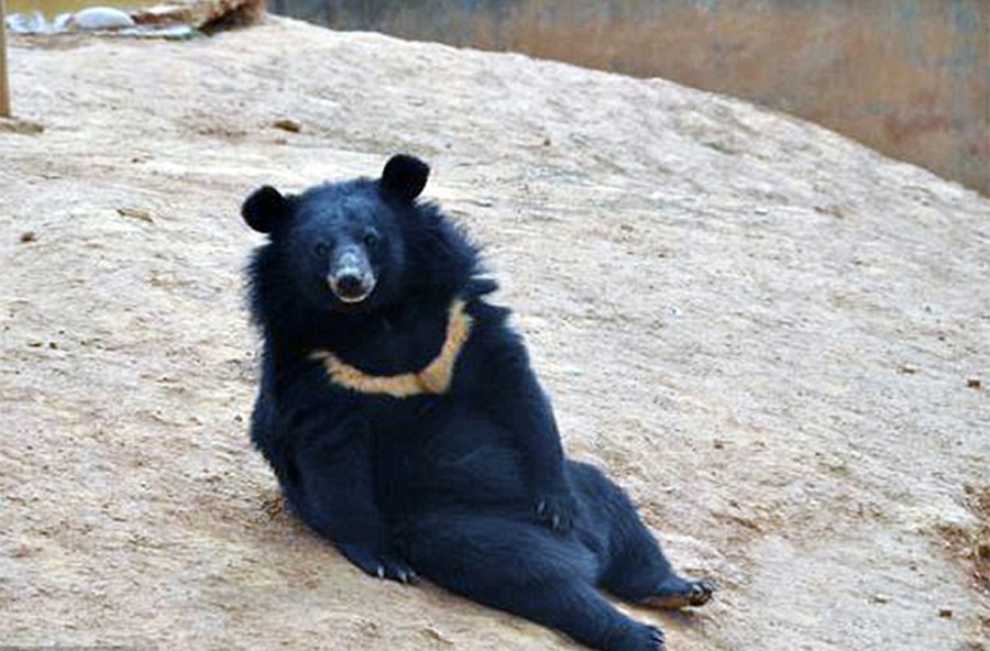 Фотография: Китаец два года принимал медведей за домашних собак №4 - BigPicture.ru