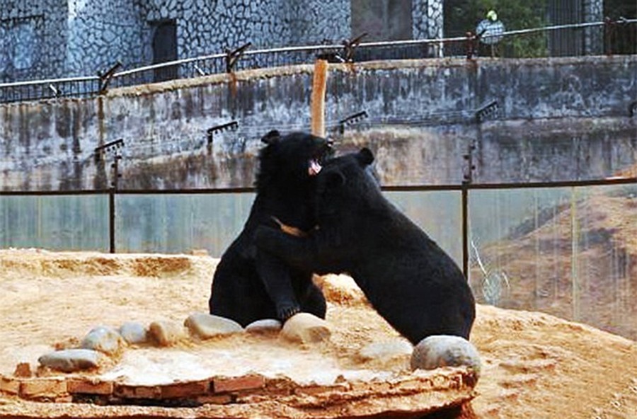 Фотография: Китаец два года принимал медведей за домашних собак №5 - BigPicture.ru