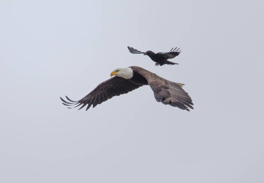 Фотография: Пернатая джигитовка: ворон оседлал белоголового орлана №2 - BigPicture.ru