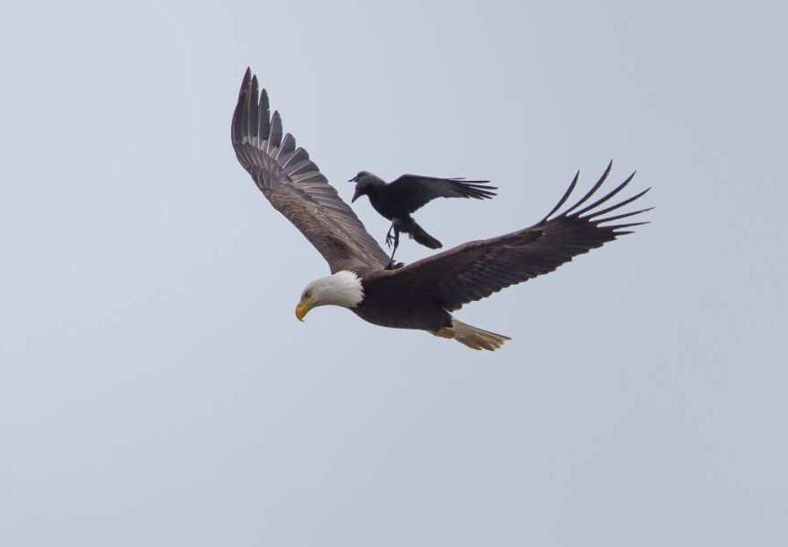 Фотография: Пернатая джигитовка: ворон оседлал белоголового орлана №4 - BigPicture.ru