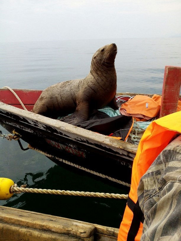 Фотография: Морской котик заставил сахалинских рыбаков восемь часов катать его в лодке №2 - BigPicture.ru