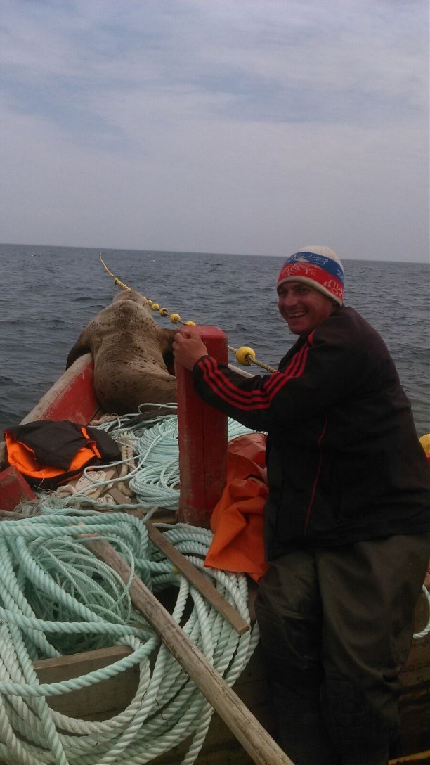 Фотография: Морской котик заставил сахалинских рыбаков восемь часов катать его в лодке №3 - BigPicture.ru