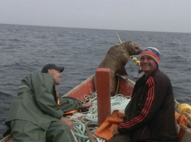 Фотография: Морской котик заставил сахалинских рыбаков восемь часов катать его в лодке №1 - BigPicture.ru